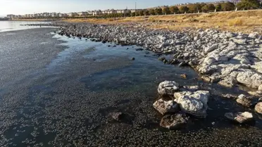 Van Gölü'nde Yosunlaşma Sorunu