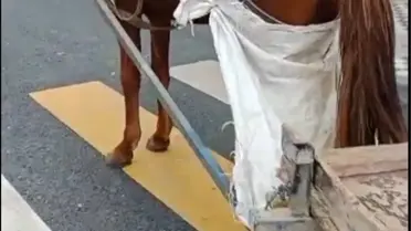 Yaya Geçidine Park Eden At Arabasına Ceza