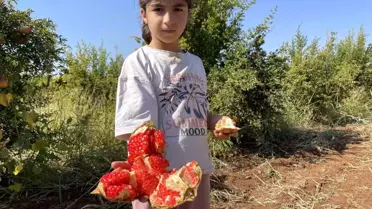 Suruç Narında Hasat Başladı