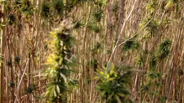 Amasya'da Kenevir Üretimi Düşüşte