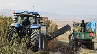 Amasya'da Kenevir Hasadı Yapıldı