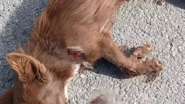 Sokak Köpeğini Sürükleyen Sürücü Serbest