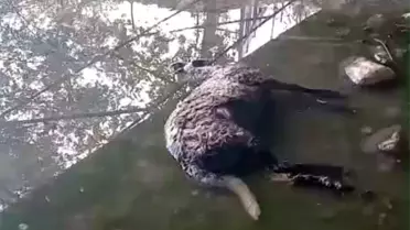 Sokak Köpekleri Koyun Sürüsüne Saldırdı