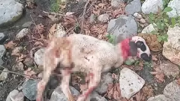 Yunusemre'de Başıboş Köpekler Koyun Sürüüne Saldırdı