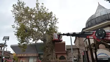 Ulu Cami Çınarına Bakım