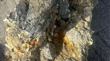 Geyikli'de 200 Yıllık Çapa Bulundu