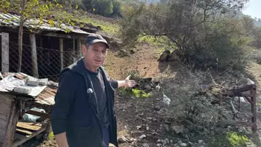 Soma'da Hayvancılık Şikayeti Şaşkınlık Yarattı