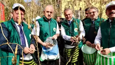 Akkuş Şeker Fasulyesi'nin 5. Hasadı Gerçekleştirildi