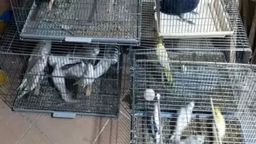 Çorlu'da Yasadışı Kuş Üretimine Operasyon