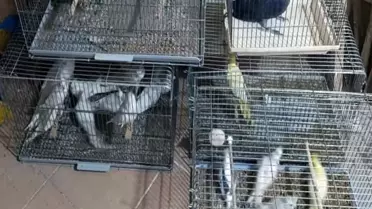 Çorlu'da 41 Egzotik Papağan Ele Geçirildi