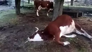 Yıldırım Düşmesiyle 2 İnek Telef Oldu