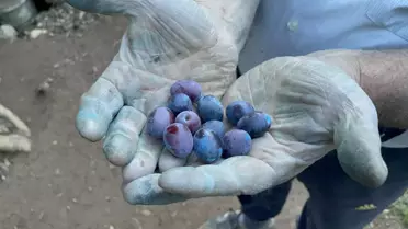 3 Bin Yıllık Zeytin Ağacı ile Her Sabah