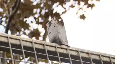 Eyüpsultan'da Demir Kapı Devrildi, 4 Öğrenci Yaralandı