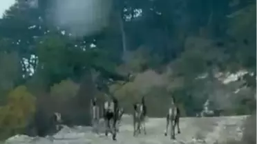 Geyik Sürüsü Orman Yolunda Görüntülendi