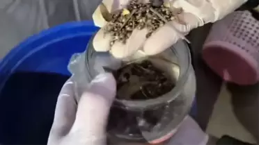 Hatay'da Uyuşturucu Operasyonu