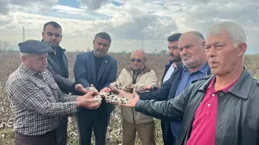 İncirliova'da Dolu Pamuk Tarlalarına Zarar Verdi