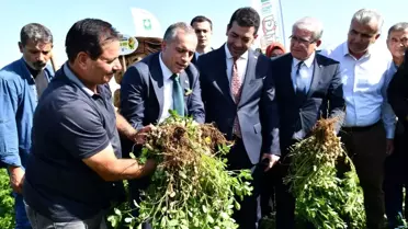 Osmaniye Fıstık Festivali'ne hazırlanıyor