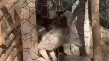 Van'da Kafeste Tutulan Kurt Kurtarıldı