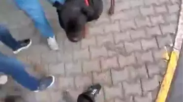 Mersin'de Köpek Saldırısı: Sahibi Cezalandırıldı