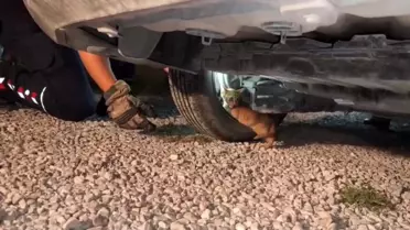 Soğuk Havada Araç Motoruna Sığınan Yavru Kedi Kurtarıldı