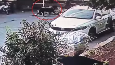 Mersin'de Rottweiler Saldırısı