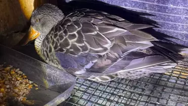 Bir fotoğraf ortalığı karıştırdı: Kaz mı, ördek mi tartışması büyüyor