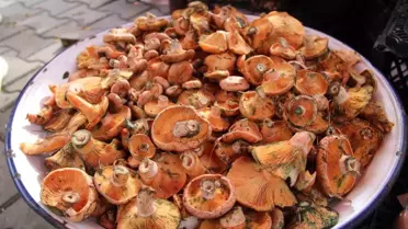 Menteşe'de Çıntar Mevsimi Başladı