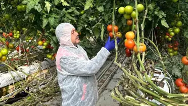 Domateste Virüs İncelemesi Başlatıldı