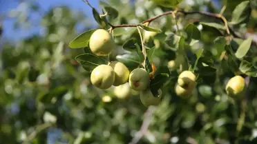 Edirne'de Hünnap Üretimi Artıyor