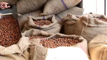 Fındık Fiyatları Düşüşte