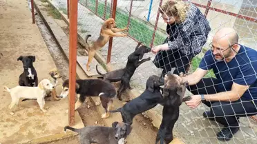 Germencik'te Sokak Hayvanları Rehabilitasyon Merkezi Açılıyor