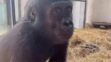 DNA testiyle kaderi değişti! Yavru goril 'Zeytin'den sevindiren haber