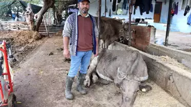 Aydın'da Sel Felaketi: Hayvanlar Sele Kapıldı