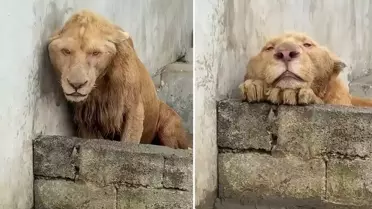 İnsanoğlunun doğaya müdahalesi ve ortaya çıkan acı tablo