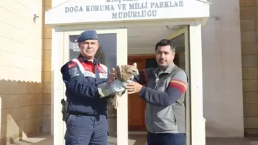 Yaralı Kızıl Şahin Tedavi Altına Alındı