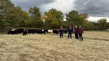 Kayıp Hayvanlar Jandarma Tarafından Bulundu