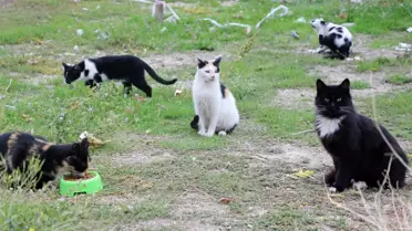 Isparta'da Kedilere İnsafsızca Zarar