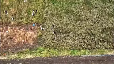 Hatay'da Bin 876 Kök Kenevir Ele Ge geçirildi