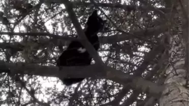 Mahsur Kedi İtfaiye Tarafından Kurtarıldı