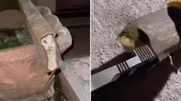 Demir profile sıkışan kedi böyle kurtarıldı