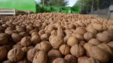 Denizli'de Ceviz Hasadı Başladı