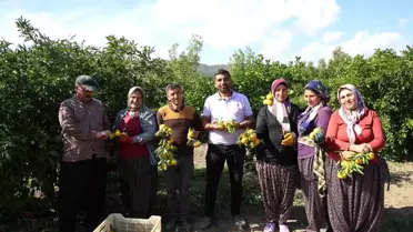 Mandalina tarlada tek haneye düştü, marketten 70 liraya alıyoruz