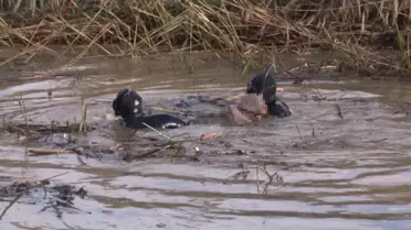 Selde kaybolan vatandaşın cansız bedenine ulaşıldı