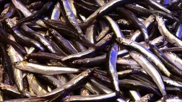 Hamsi İhracatı Krizde