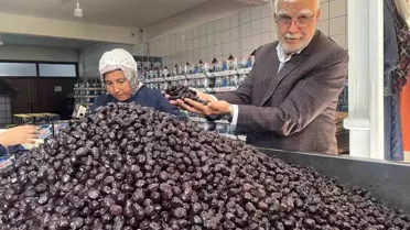 2025-2026 Zeytin Üretim Tahminleri Açıklandı