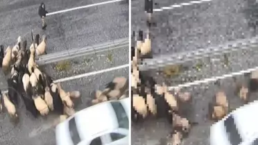 Hızını alamayan araç koyun sürüsüne daldı