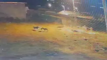 Kars'ta Kurt Saldırısı: Köpek Yaralandı