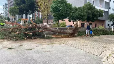 Kuruyan çam ağacı ağırlığa dayanamayarak yol devrildi