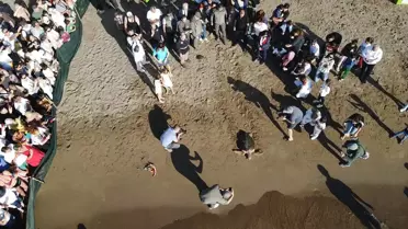 Deniz Kaplumbağaları Doğaya Kavuştu