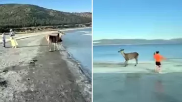 Nesli tehlikedeki kızıl geyik plajda görüntülendi